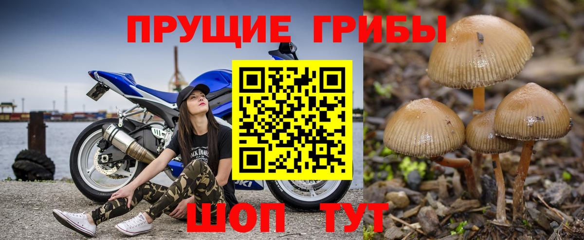 Тимашёвск  Галлюциногенные грибы GOLDEN TEACHER  где можно купить наркотик  Вход с VPN 